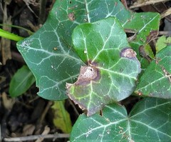 Colletotrichum trichellum