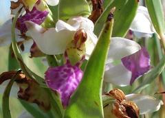 Brachycorythis conica transvaalensis