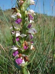 Brachycorythis conica transvaalensis