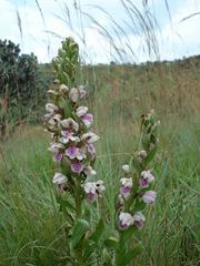Brachycorythis conica transvaalensis