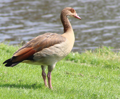 Alopochen aegyptiaca