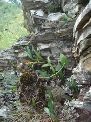 Schizochilus lilacinus