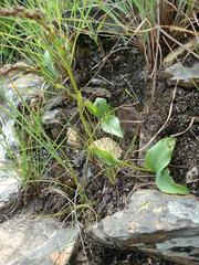 Schizochilus lilacinus