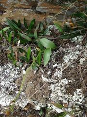 Schizochilus lilacinus