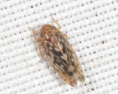 Xestocephalus similis