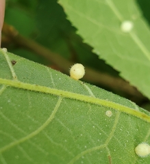 Caryomyia cilidolium