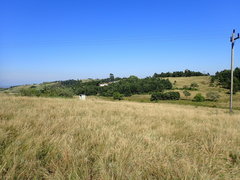 Aristida junciformis
