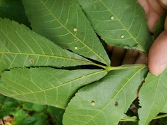 Caryomyia cilidolium