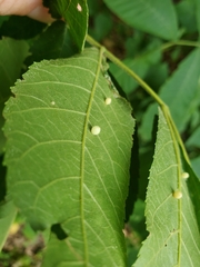 Caryomyia cilidolium