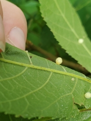 Caryomyia cilidolium