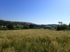 Aristida junciformis