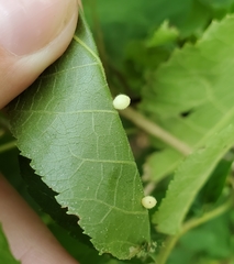 Caryomyia cilidolium