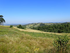 Aristida junciformis