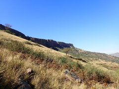 Aristida junciformis