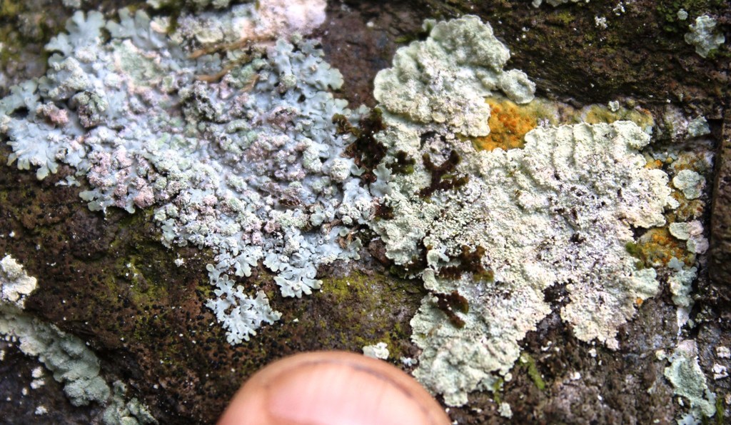 Lepraria sipmaniana