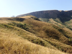 Aristida junciformis