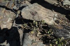 Adromischus caryophyllaceus