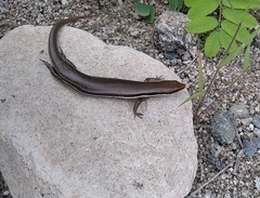 Marisora aquilonaria