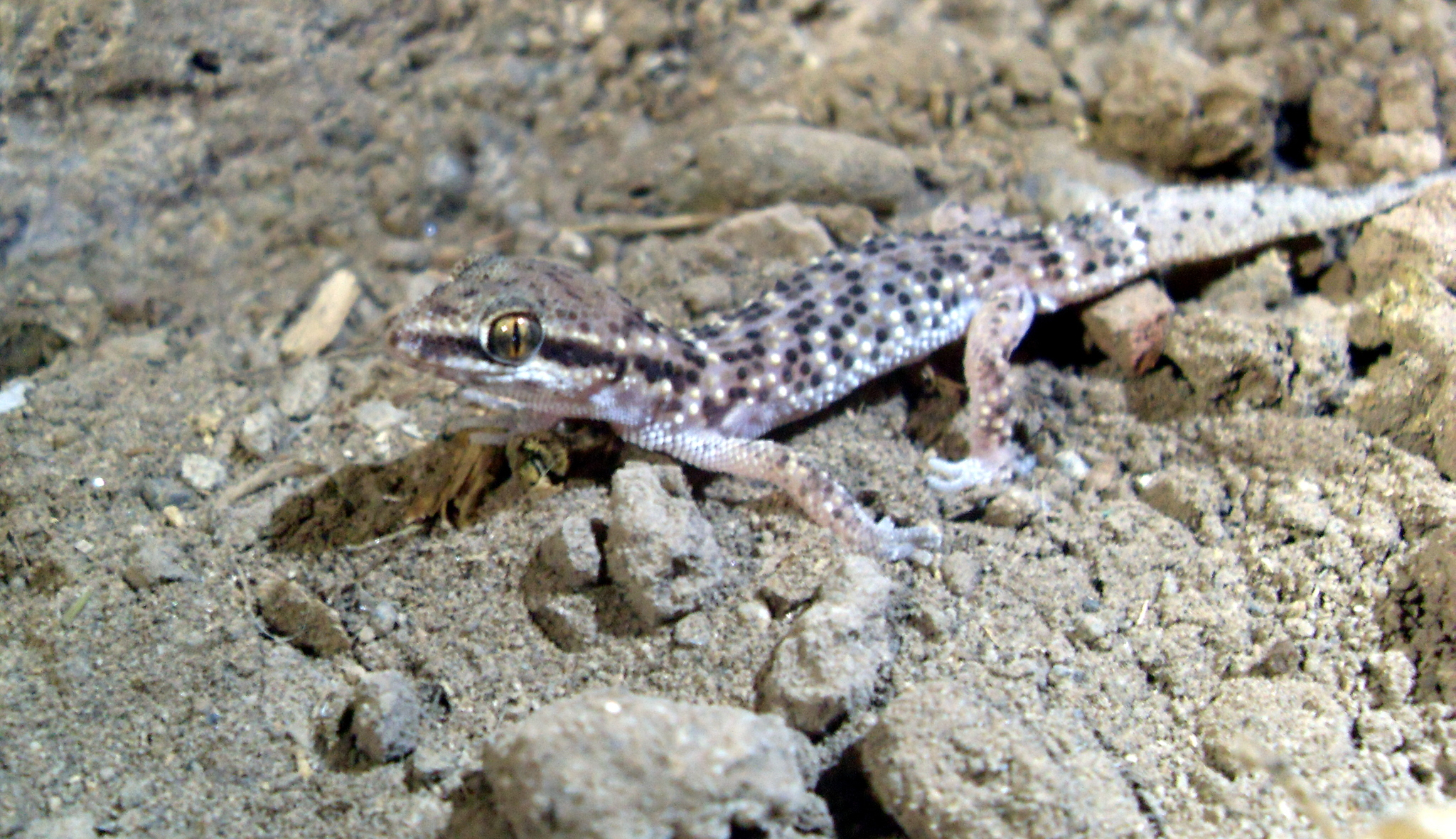 Phyllodactylus sentosus Dixon & Huey, 1970