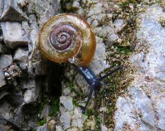 Campylaea illyrica