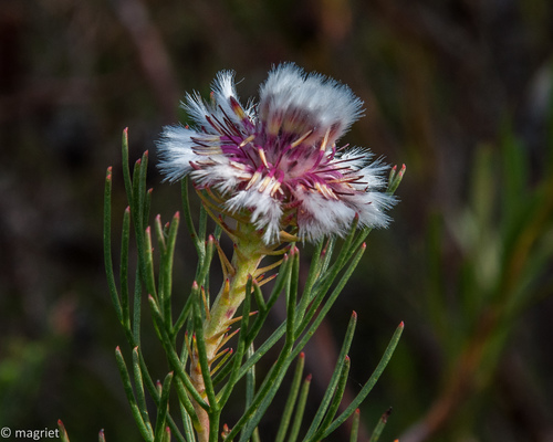 Serruria heterophylla Meisn.