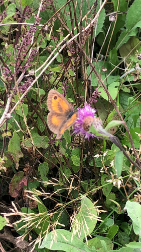 Pyronia tithonus