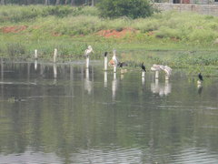 Pelecanus philippensis