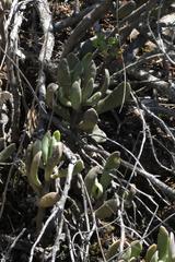 Adromischus caryophyllaceus