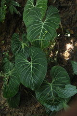 Philodendron gloriosum