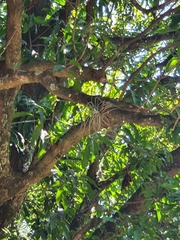 Anoplophytum