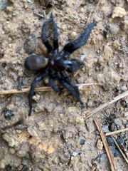 Amblyocarenum walckenaeri