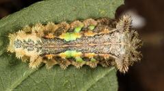 Neomocena convergens