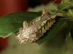 Neomocena convergens