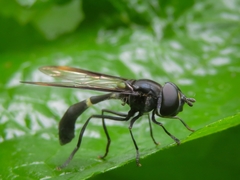 Mimocalla gigantea