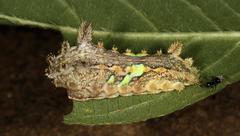 Neomocena convergens