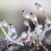 Pilobolus kleinii - Photo (c) lizziepop,  זכויות יוצרים חלקיות (CC BY-NC)