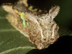 Neomocena convergens
