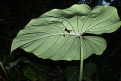 Philodendron gloriosum