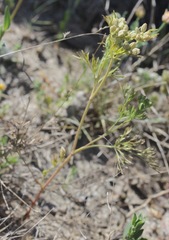 Ammoselinum popei