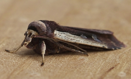 Flame-shouldered Dart