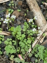 Cardamine flexuosa