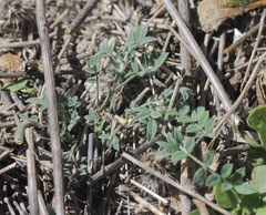 Astragalus nuttallianus austrinus