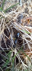 Camponotus werthi