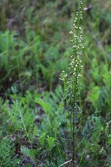 Artemisia latifolia