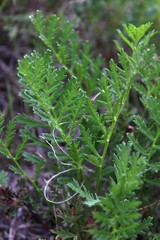 Artemisia latifolia