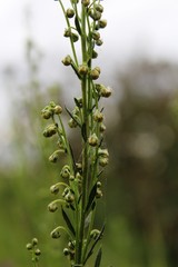 Artemisia latifolia
