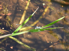 Platycnemis foliacea
