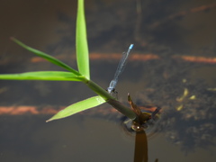 Paracercion calamorum