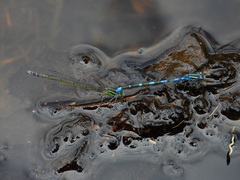 Paracercion v-nigrum