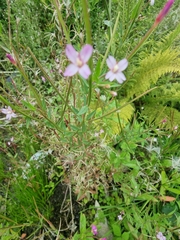 Epilobium ciliatum